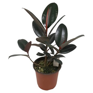 Ficus elastica 'Dark Burgundy'