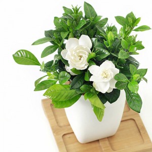 Gardenia Jasminoides lived flowering house plant.