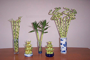 Lucky-Bamboo-Dracaena-Sanderiana-2_google