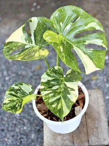 Monstera Thai Constellation Variegated “Miracle Tricolor”