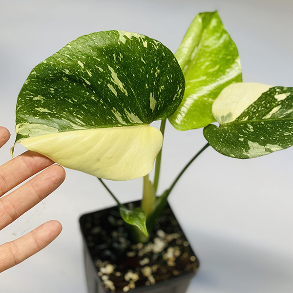 How to Grow and Care for Thai Constellation Monstera