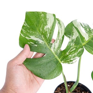 Monstera deliciosa فار.بورسيجانا 