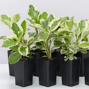 Peperomia obtusifolia 'Albo-marginata' – Esotica e facile da coltivare