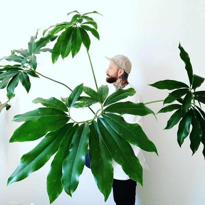 Philodendron Goeldii-4web