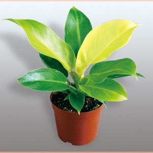 Philodendron Imperial Golden