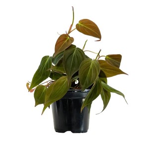 Philodendron Mikan