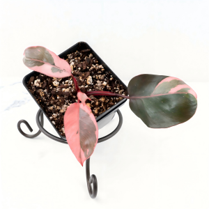 Exquisite Philodendron Pink Princess Marble – Premium TC Plantlets