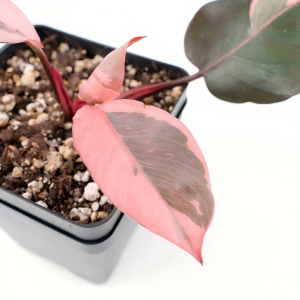 Exquisite Philodendron Pink Princess Marble – Premium TC Plantlets