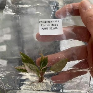 Exquisite Philodendron Pink Princess Marble – Premium TC Plantlets