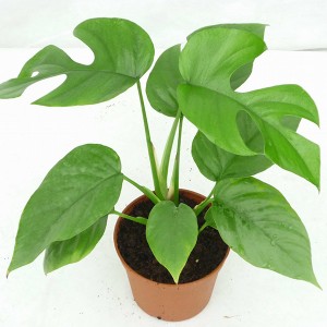 Philodendron Minima