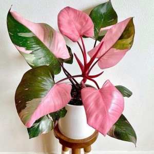 Philodendron Pink Princess