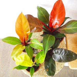 Philodendron Prinses Oranje