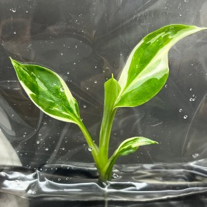 Spathiphyllum floribundum Sensation variegated