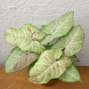 Confeti de Syngonium podophyllum