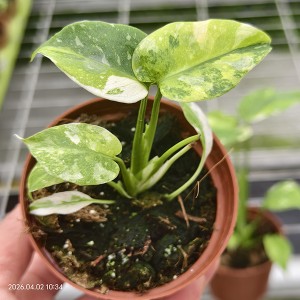 Monstera Thai Constellation Variegated “Miracle Tricolor”