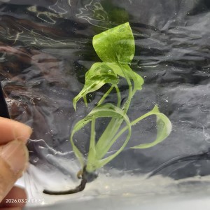 Monstera Thai Constellation Variegated “Miracle Tricolor”