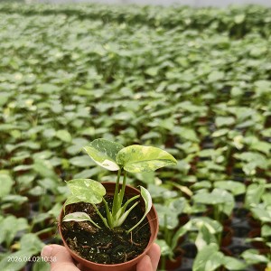 Monstera Thai Constellation Variegated “Miracle Tricolor”