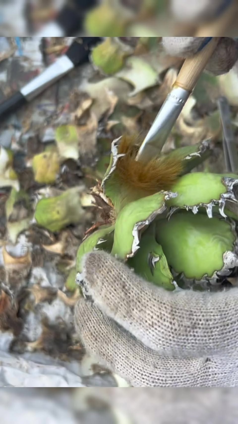 Agave: nursery preparation of bare-root plants — original video cover
