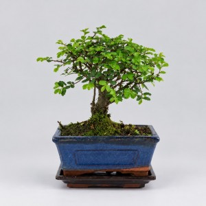 Zelkova Ball Shape Bonsai — 15 cm Grade