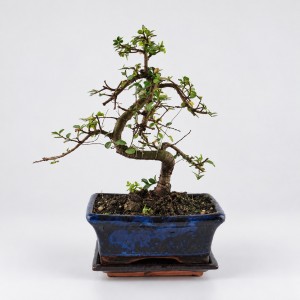 Zelkova S Shape Bonsai — 15 cm Grade