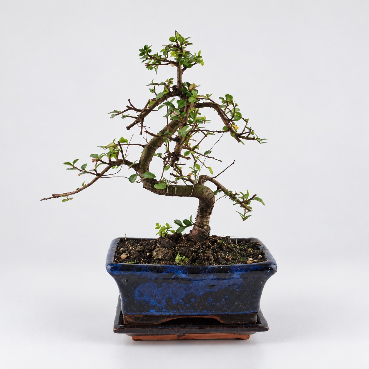 Zelkova S Shape Bonsai — 15 cm Grade Featured Image