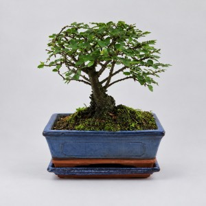 Zelkova Ball Shape Bonsai — 20 cm Grade