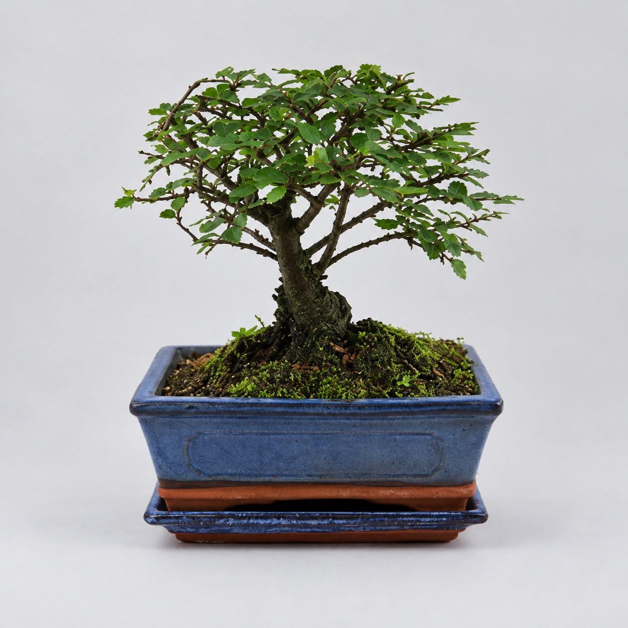 Zelkova Ball Shape Bonsai — 20 cm Grade Featured Image