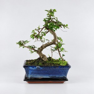 Zelkova S Shape Bonsai — 20 cm Grade