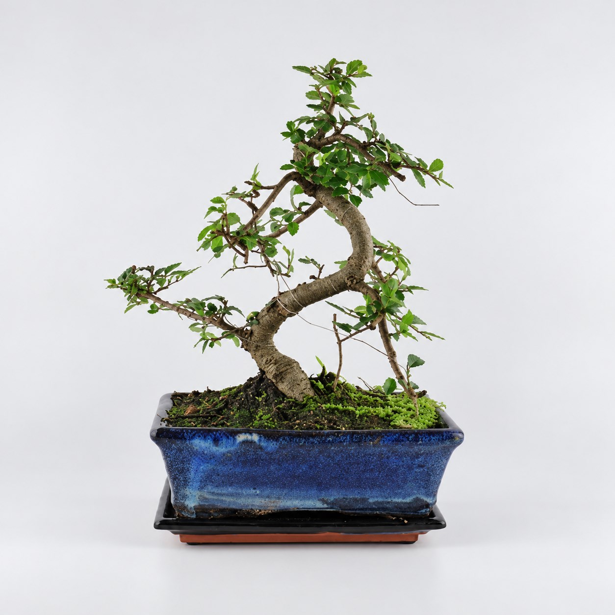 Zelkova S Shape Bonsai — 20 cm Grade Featured Image