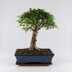 Zelkova Ball Shape Bonsai — 25 cm Grade