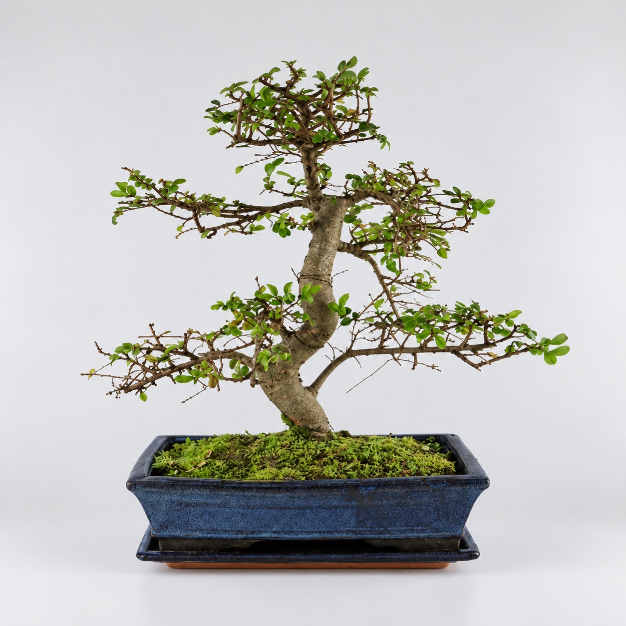 Zelkova S Shape Bonsai — 25 cm Grade Featured Image