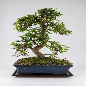 Zelkova S Shape Bonsai — 30 cm Grade