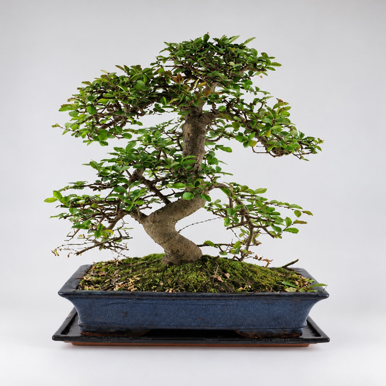 Zelkova S Shape Bonsai — 30 cm Grade Featured Image