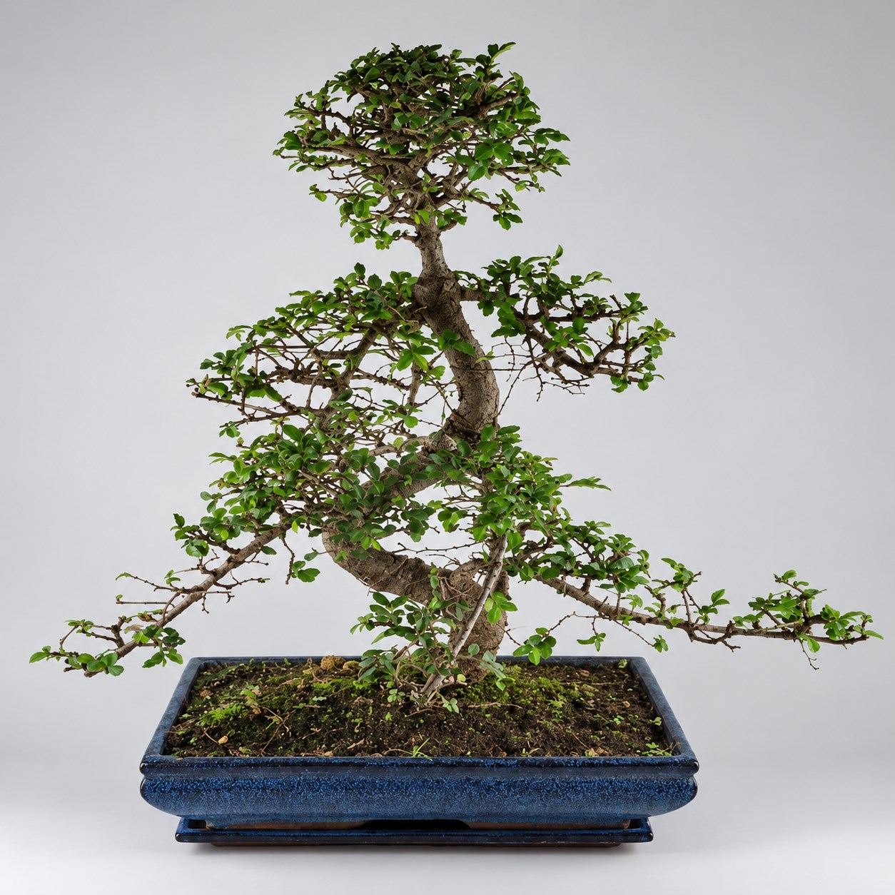 Zelkova S Shape Bonsai — 35 cm Grade Featured Image