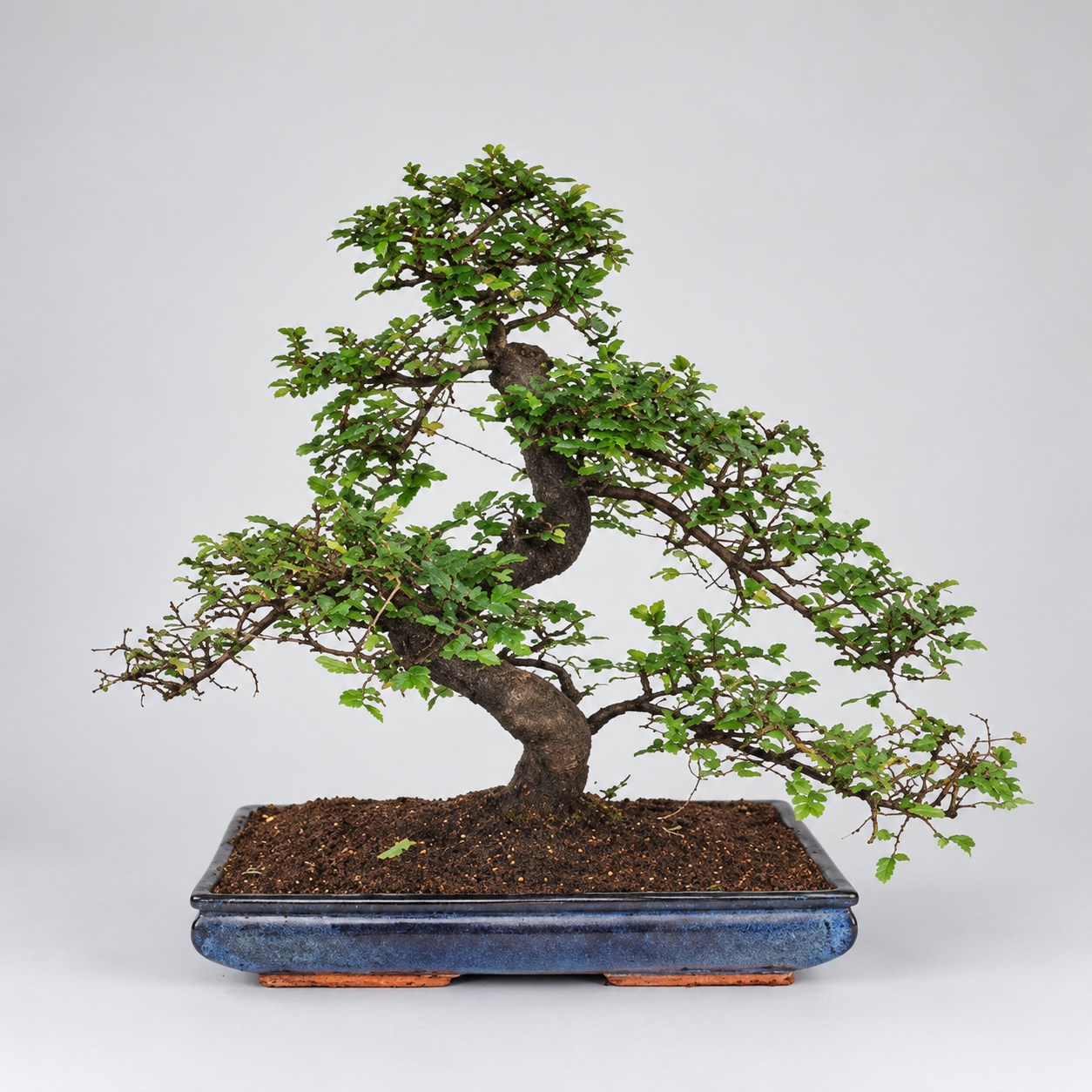 Zelkova S Shape Bonsai — 40 cm Grade Featured Image