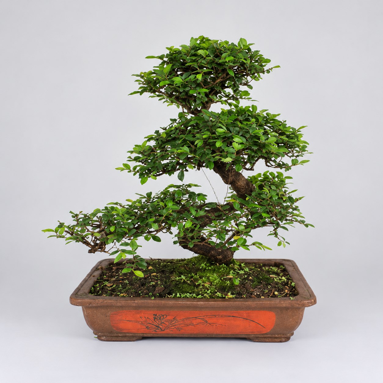 Zelkova S Shape Bonsai — 45 cm Grade Featured Image