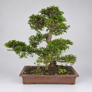 Zelkova S Shape Bonsai — 50 cm Grade