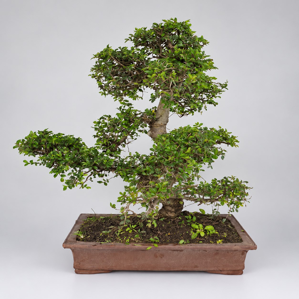 Zelkova S Shape Bonsai — 50 cm Grade Featured Image