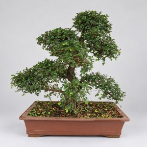 Zelkova S Shape Bonsai — 60 cm Grade