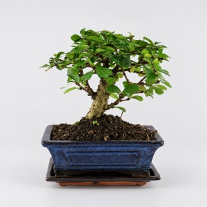 Carmona Ball Shape Bonsai — 15 cm Grade