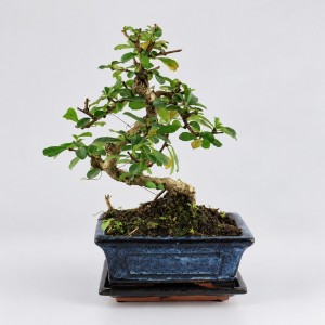 Carmona S Shape Bonsai — 15 cm Grade