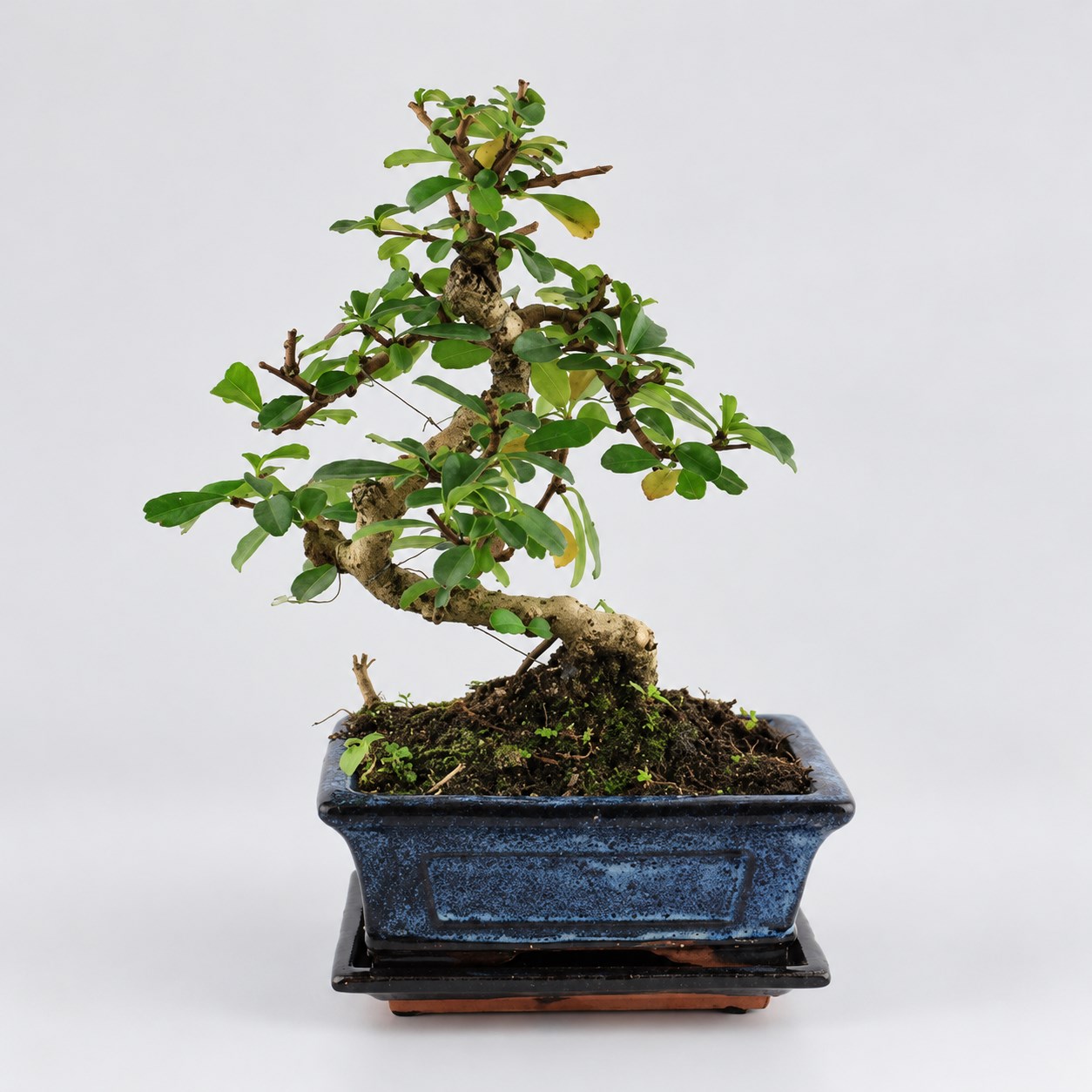 Carmona S Shape Bonsai — 15 cm Grade Featured Image