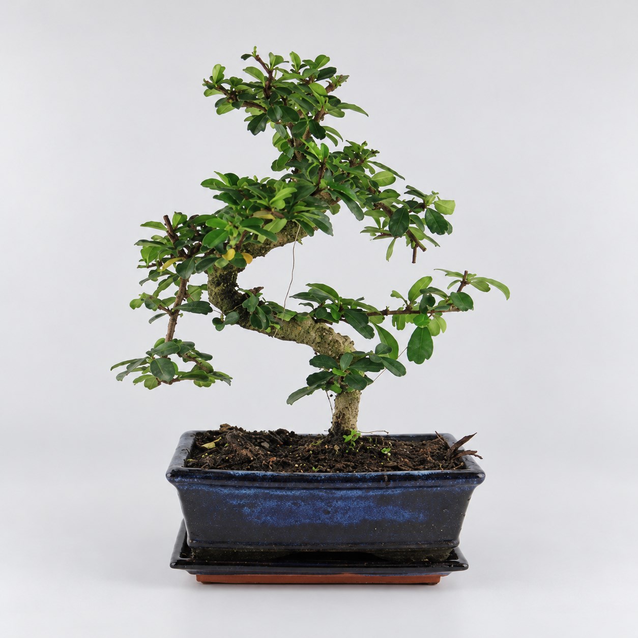 Carmona S Shape Bonsai — 20 cm Grade Featured Image
