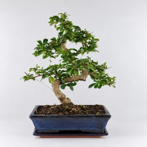 Carmona S Shape Bonsai — 25 cm Grade