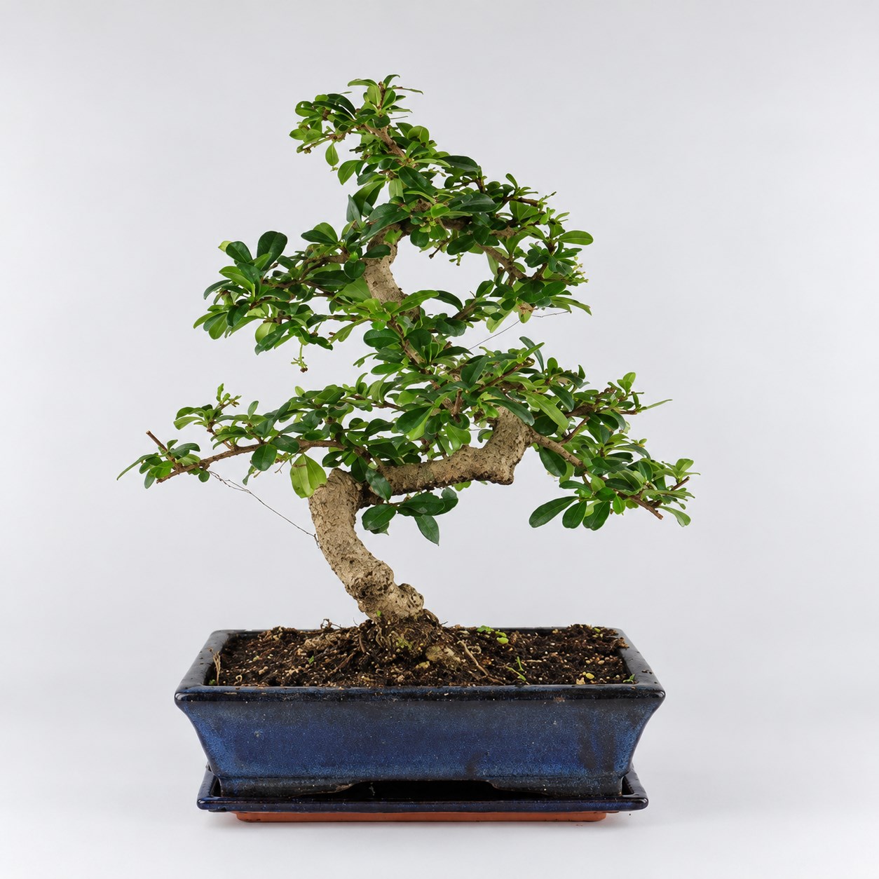 Carmona S Shape Bonsai — 25 cm Grade Featured Image