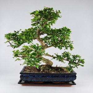 Carmona S Shape Bonsai — 30 cm Grade