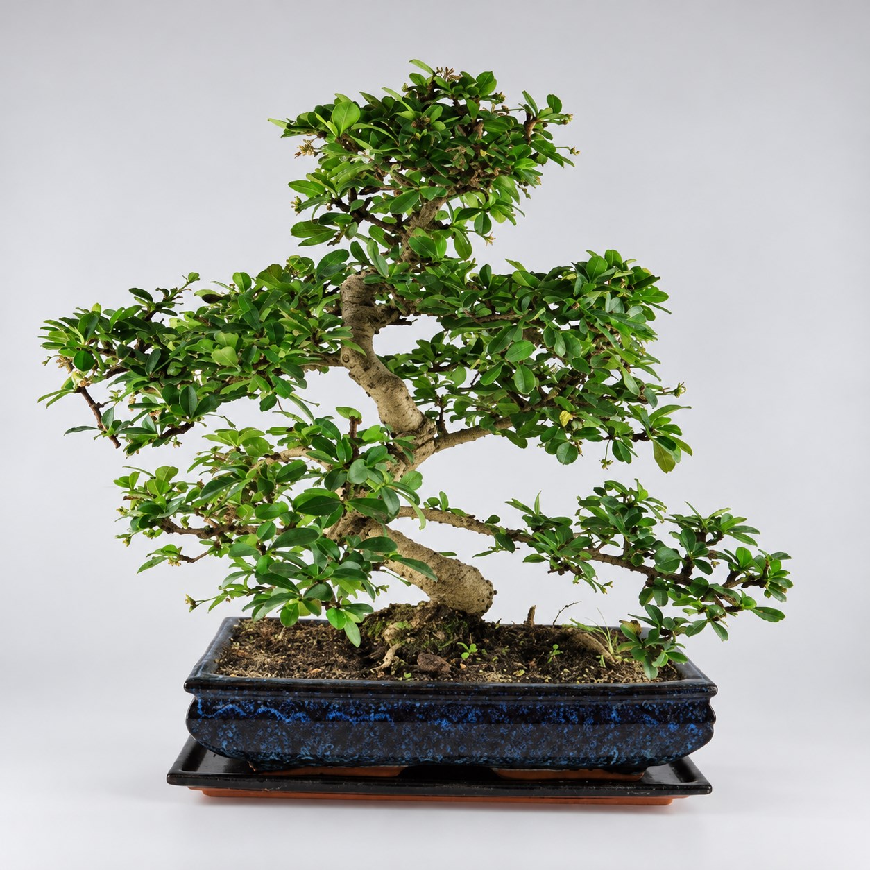 Carmona S Shape Bonsai — 30 cm Grade Featured Image