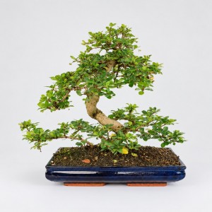 Carmona S Shape Bonsai — 35 cm Grade