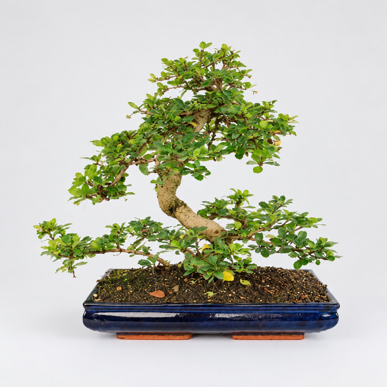 Carmona S Shape Bonsai — 35 cm Grade Featured Image