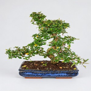 Carmona S Shape Bonsai — 40 cm Grade